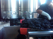 star wars skywalker ranch vignes vin vignobles vendanges chardonnay pinot noir wine